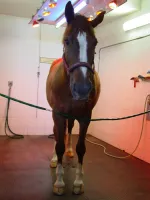 Plastová hladká interierová podlahová deska FLOMA RePVC T617 - délka 120 cm, šířka 80 cm, výška 1,2 cm