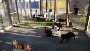 Plastová kuličková interierová podlahová deska FLOMA RePVC - délka 80 cm, šířka 60 cm, výška 2,2 cm