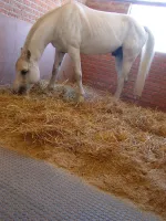 Plastová plná zesílená interierová podlahová deska FLOMA RePVC T609Z - délka 80 cm, šířka 60 cm, výška 2,2 cm