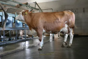 Plastová plná zesílená interierová podlahová deska FLOMA RePVC T609Z - délka 80 cm, šířka 60 cm, výška 2,2 cm