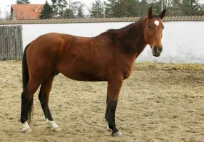 Plastová podlahová deska FLOMA Paddock RePVC T613 - délka 120 cm, šířka 80 cm, výška 4,3 cm