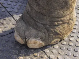 Plastová zátěžová podlahová deska FLOMA RePVC T602 - délka 120 cm, šířka 80 cm, výška 4,3 cm