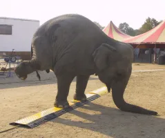 Černo-žlutý plastový rohový kabelový most "levá zatáčka" (4x35x35, 1x35x40) FLOMA CPR27 - délka 50 cm, šířka 43 cm, výška 6 cm