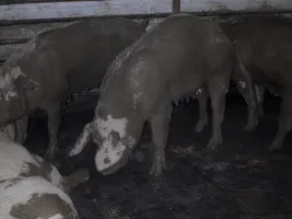Gumové podlahy do kotce pro psy