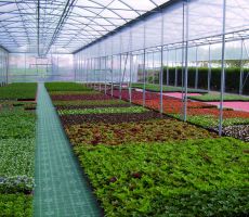 Zelená plastová děrovaná terasová dlažba Linea Combi - délka 39 cm, šířka 39 cm, výška 4,8 cm